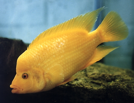 CICHLASOMA LABIATUM